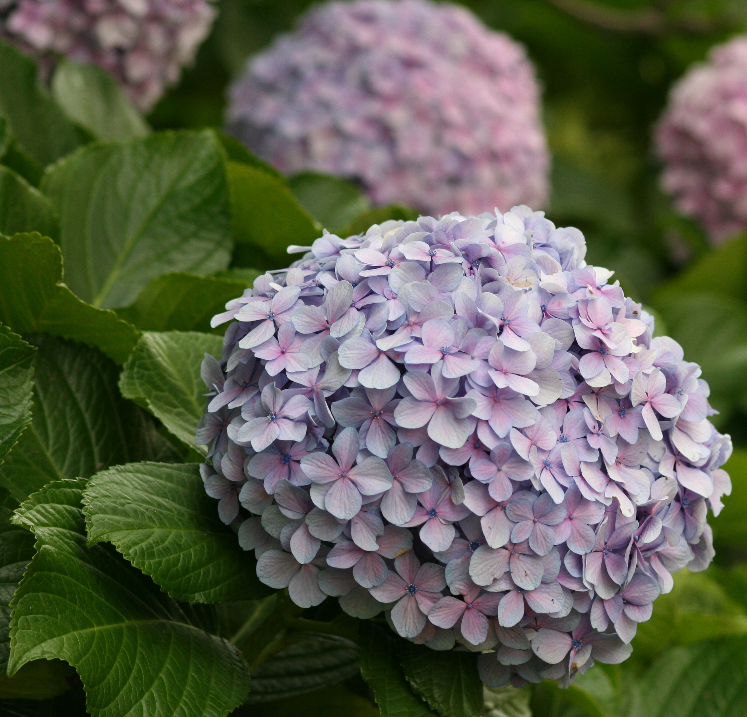 Description Flower hydrangea 2.jpg