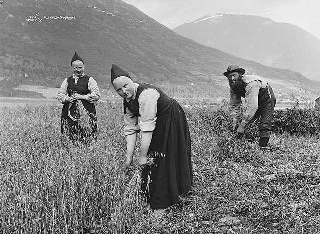 Harvesting of oats in Jølster, Norway ca. 1890.