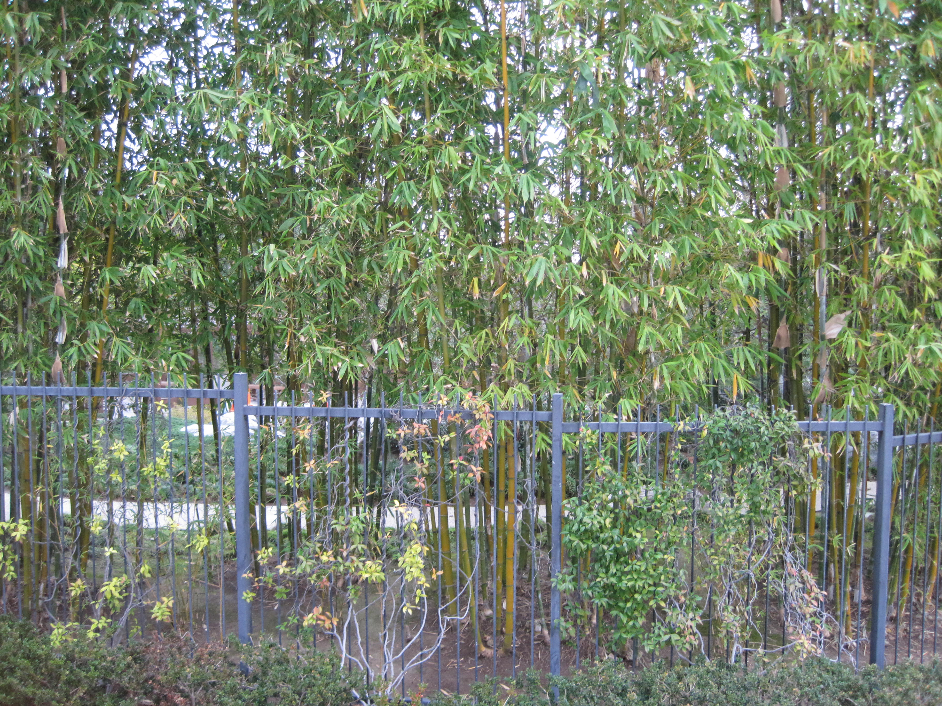 Japanese Friendship Garden, Balboa Park bamboo.JPG