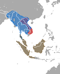 Distribución de Nycticebus spp. rojo = N. pygmaeus; azul = N. bengalensis;café = N. coucang, N. javanicus, & N. menagensis