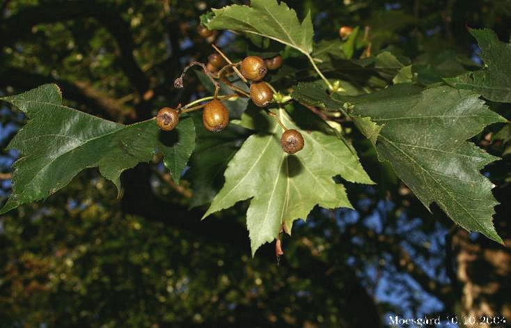 Sorbus-torminalis