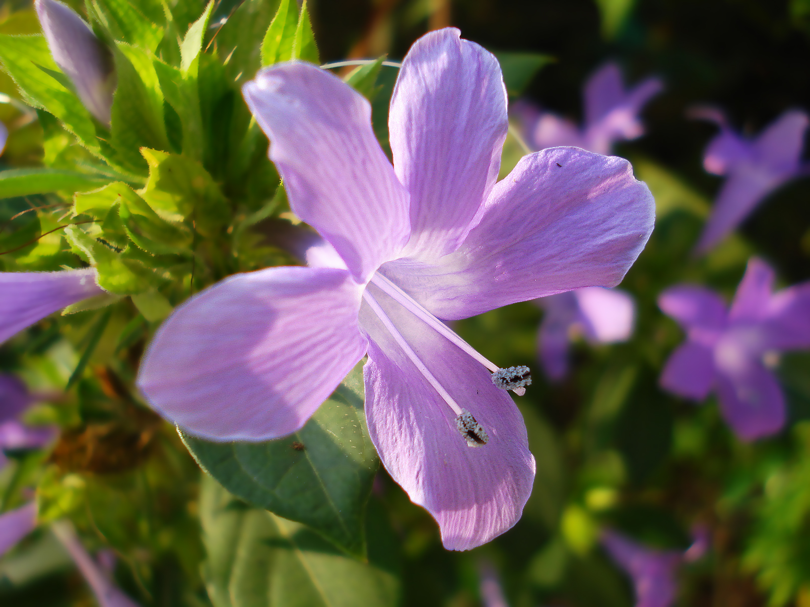 File:Violet flower photo.jpg