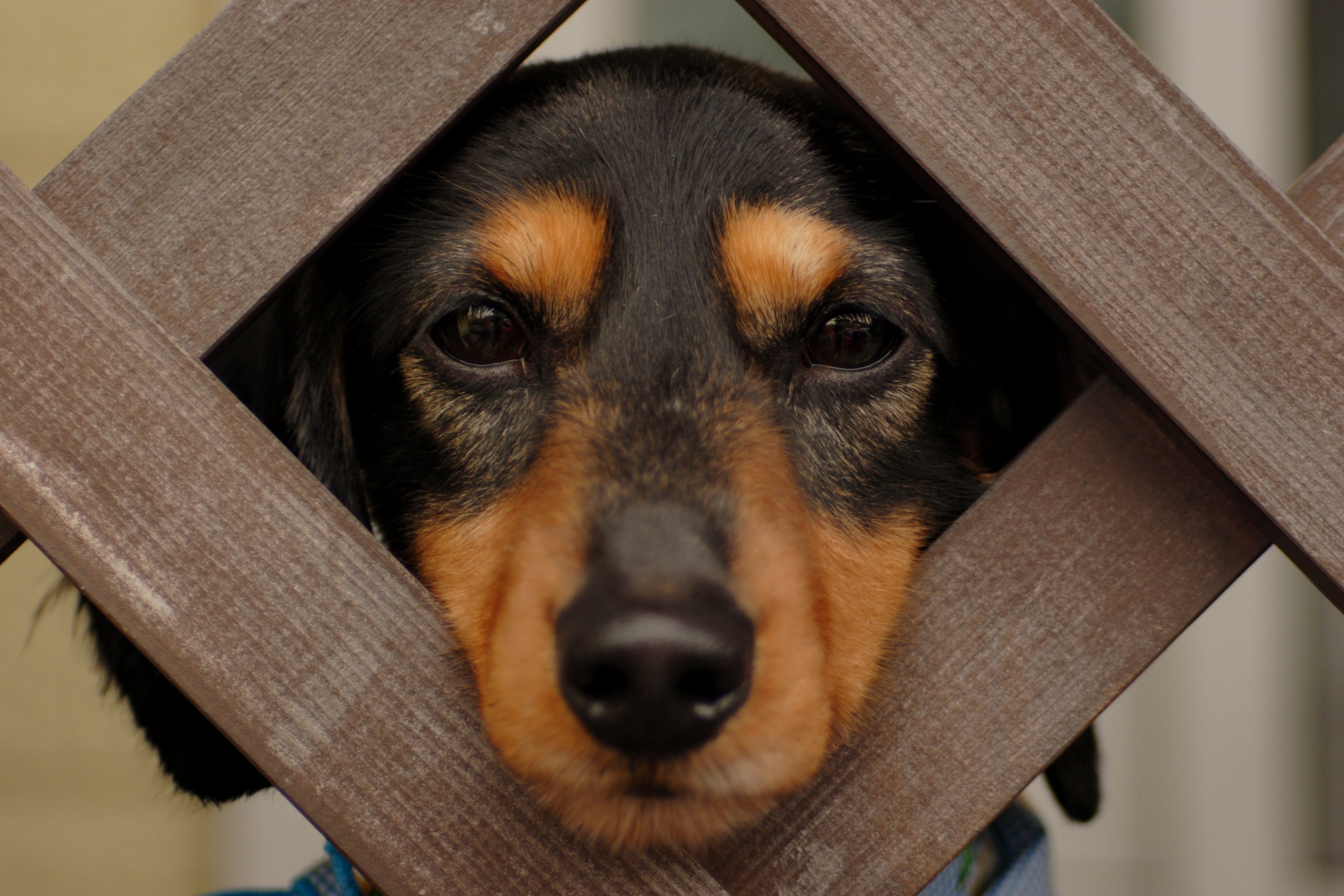 File:Funny dog.jpg - Wikipedia