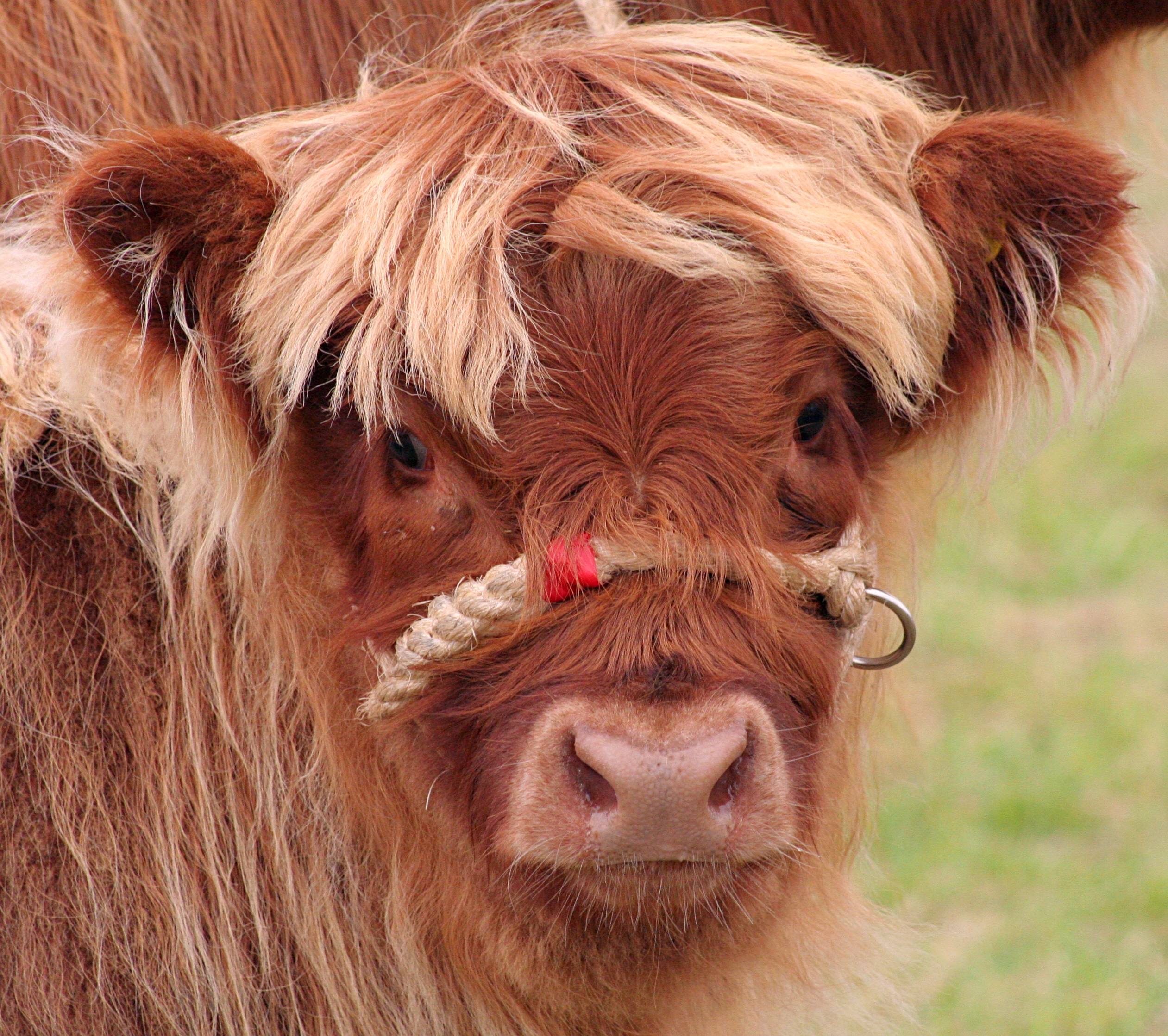 File:Highland Cattle calf.jpg