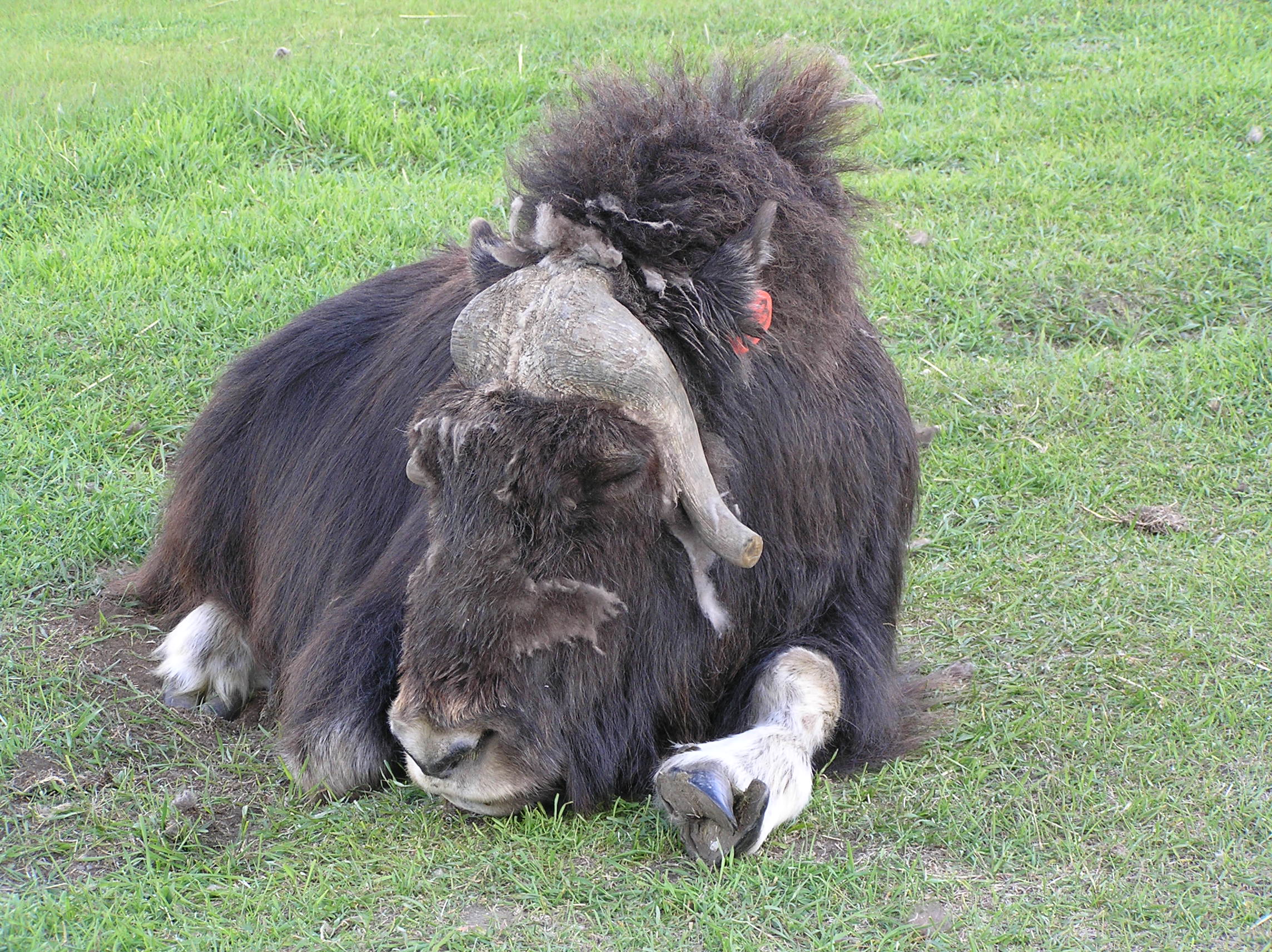 Musk Ox Pics