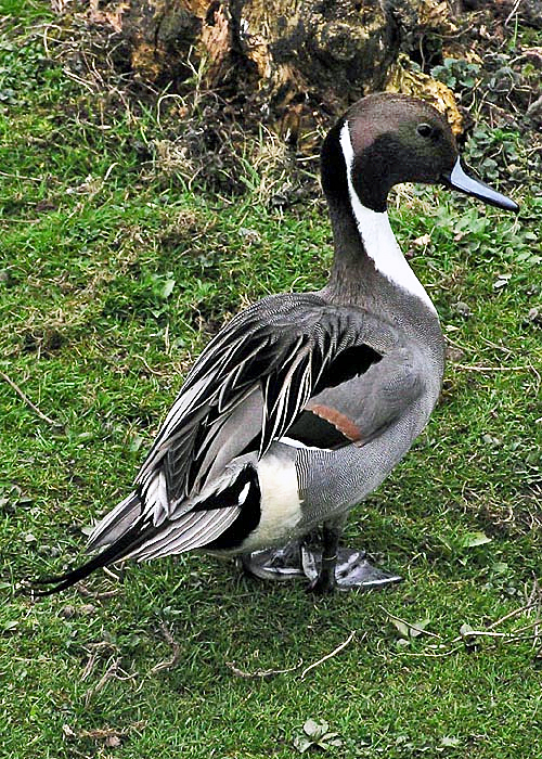 Northern Pintail Pictures