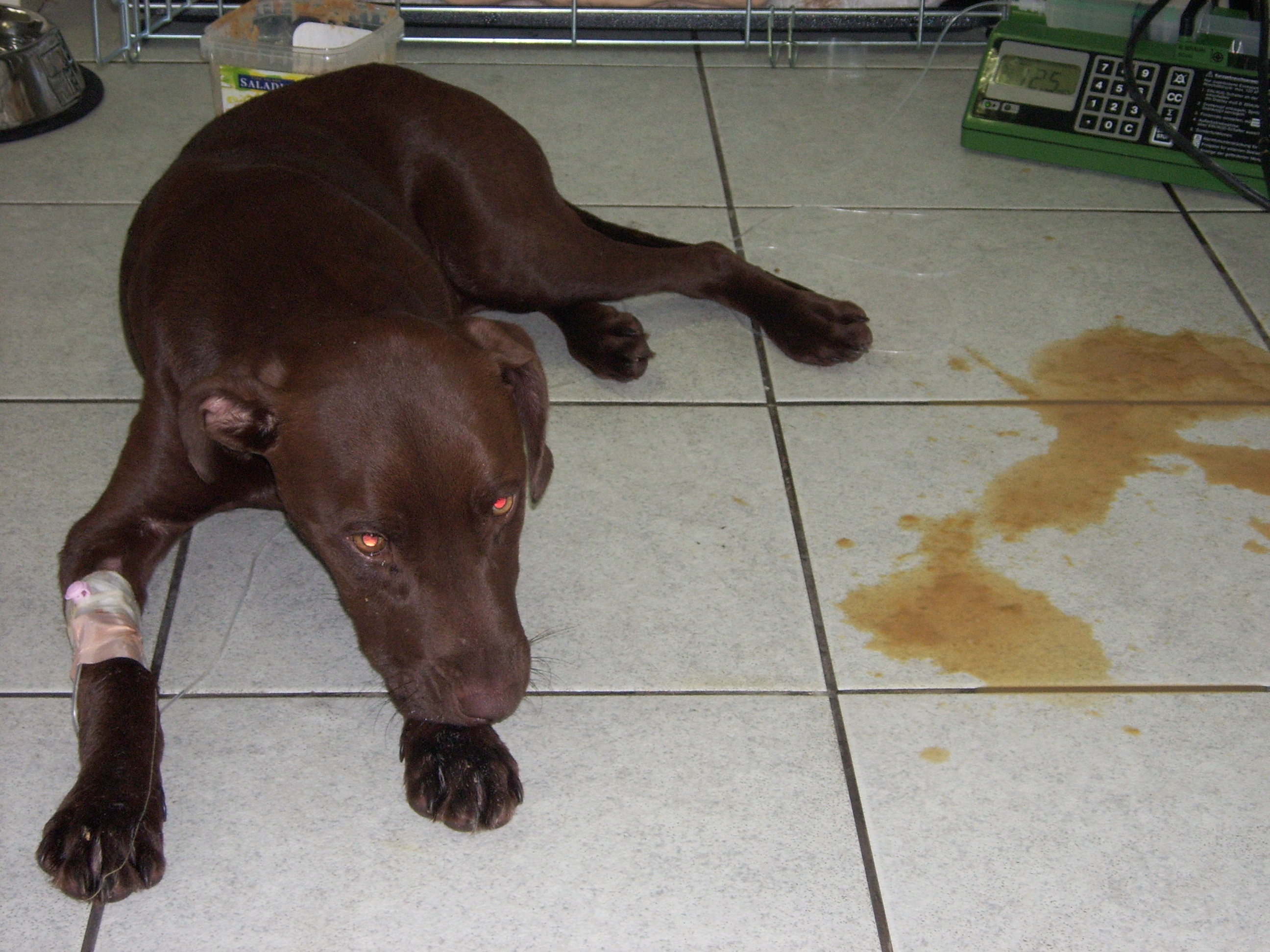 Mi perro tiene fiebre ¿Qué le pasa? Aquí la respuesta