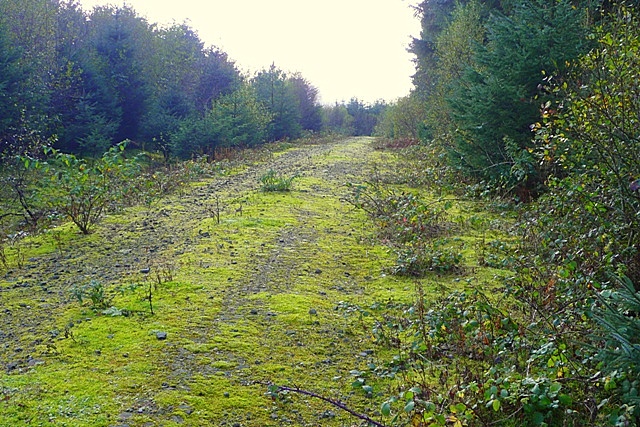 Track in Pelenna Forest   geograph.org.uk   1017111 - The Fatal Three - Salt, High Blood, and Body Mass Index Pressure