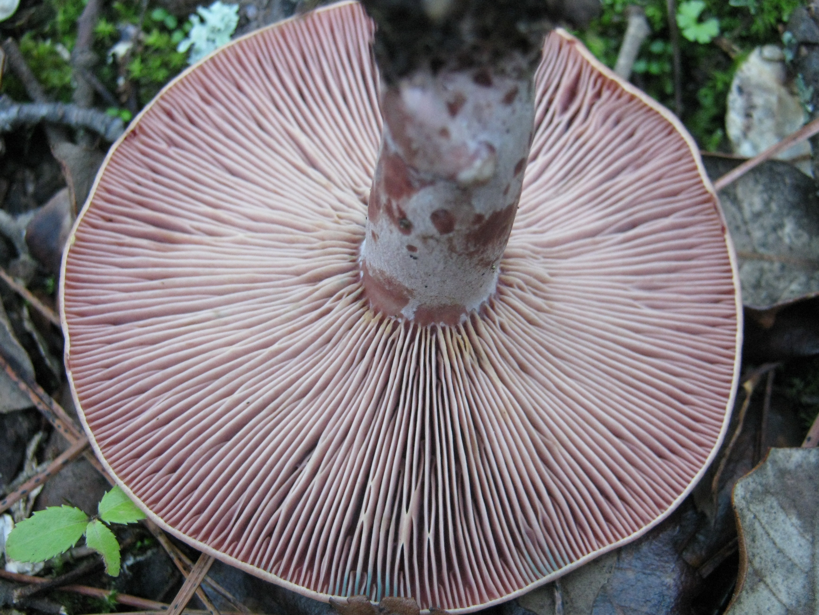 lactarius sanguifluus