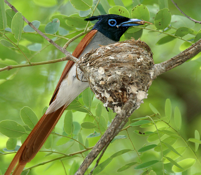 Asian_Paradise_Flycatcher_(Terpsiphone_paradisi)-_male_with_a_feed_at_nest_W_IMG_9293.jpg
