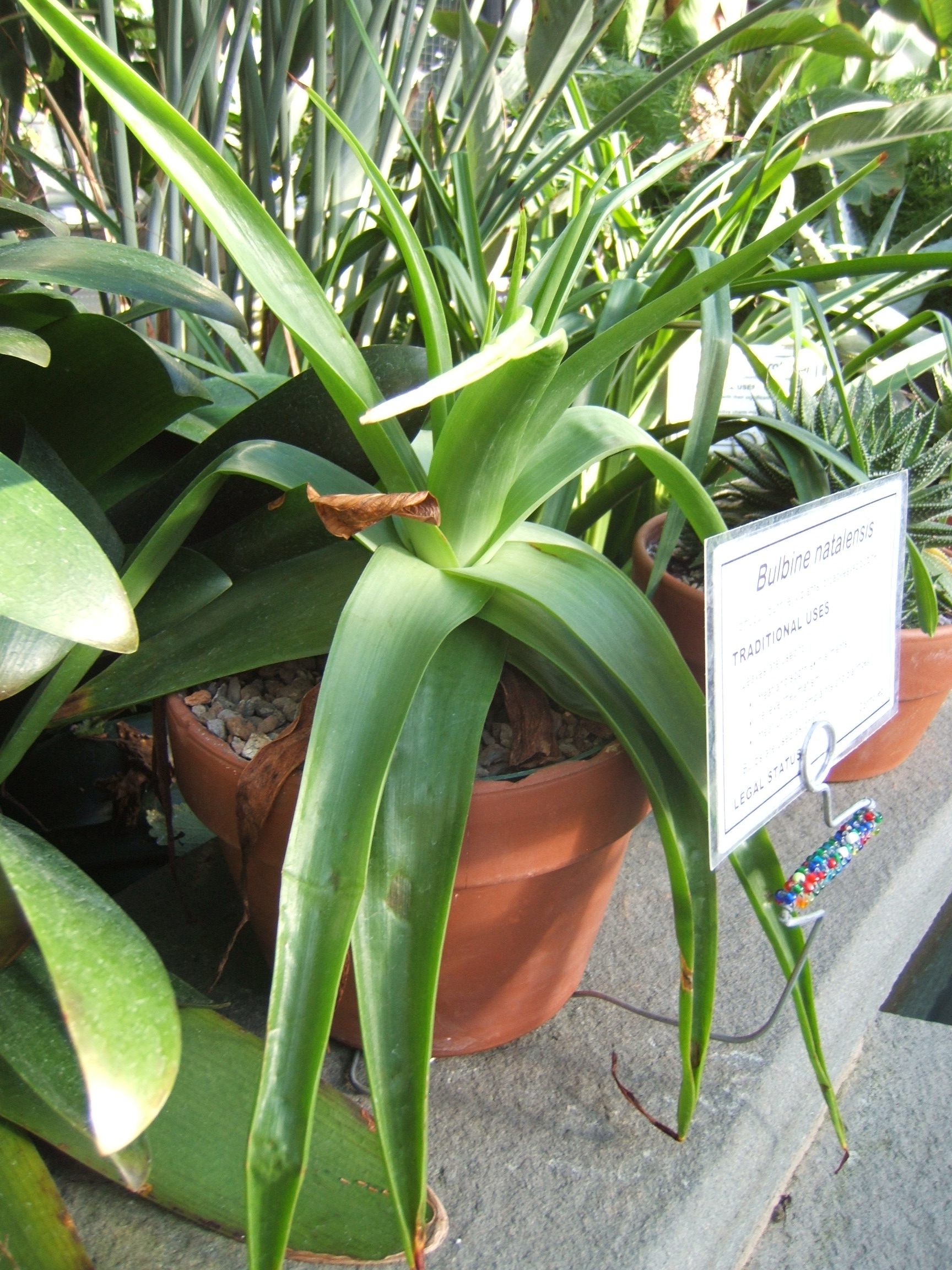 Bulbine Natalensis