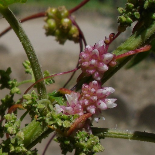 File:Cuscuta europaea.jpg