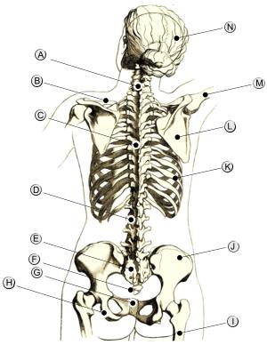 Human skeleton.jpg