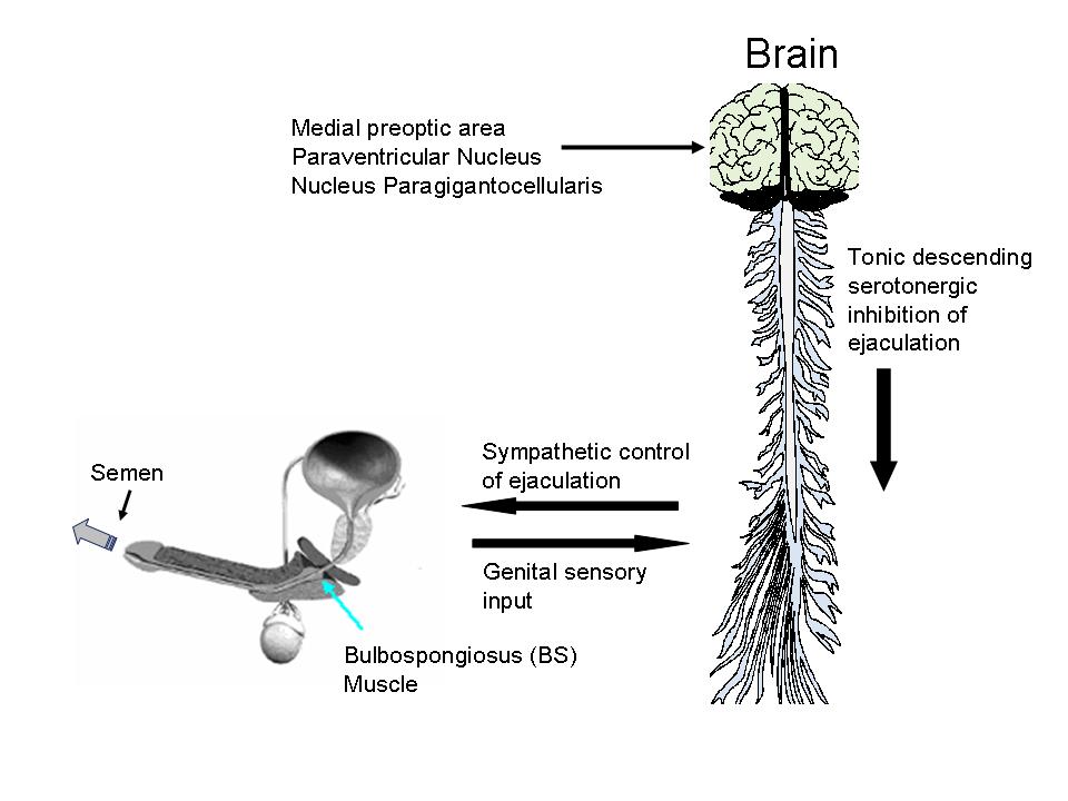 Ado ejaculation interne image