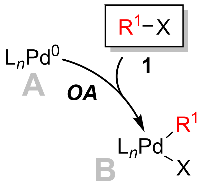 Suzuki Coupling Oxidative Addition