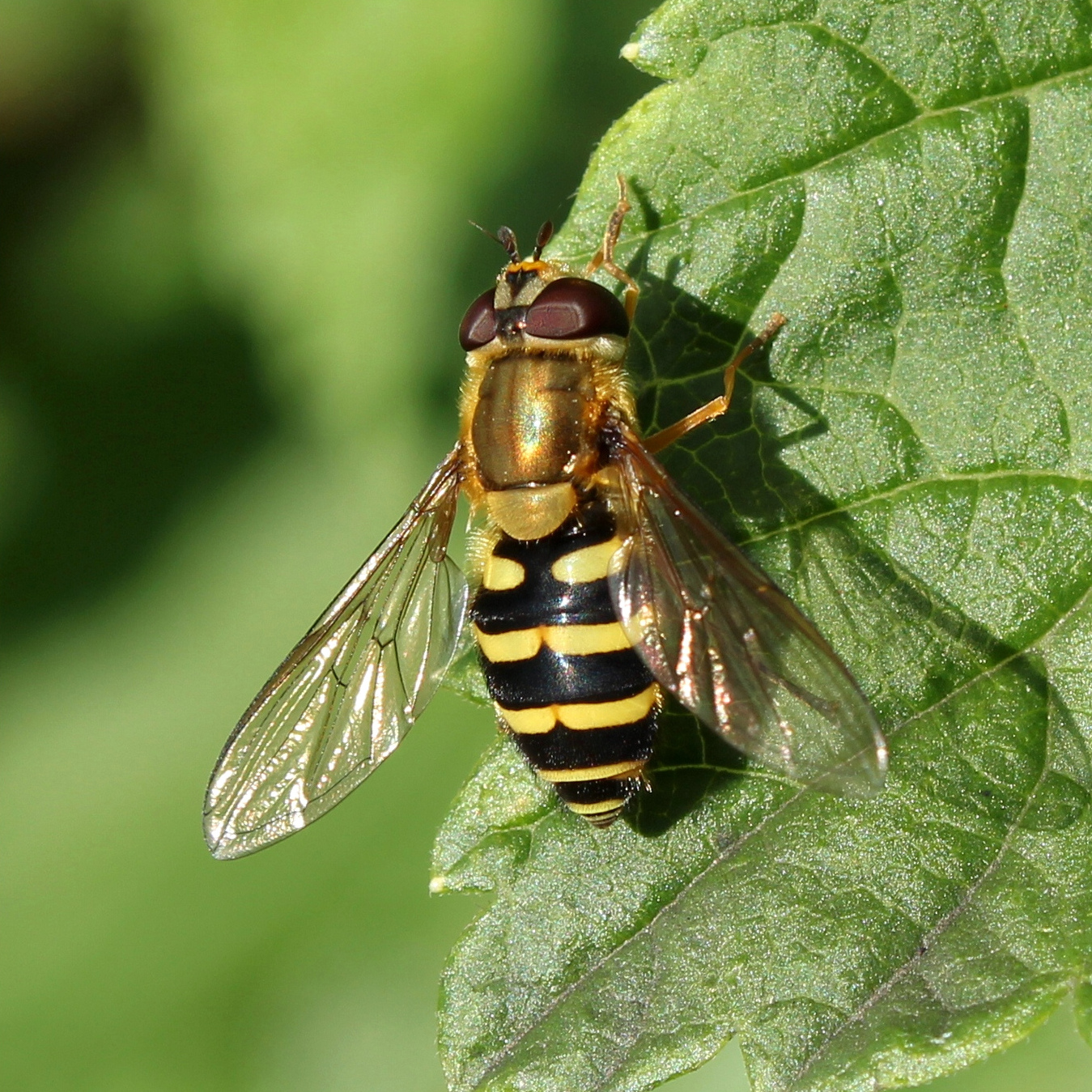 http://upload.wikimedia.org/wikipedia/commons/6/6a/Syrphidae_bel.jpg