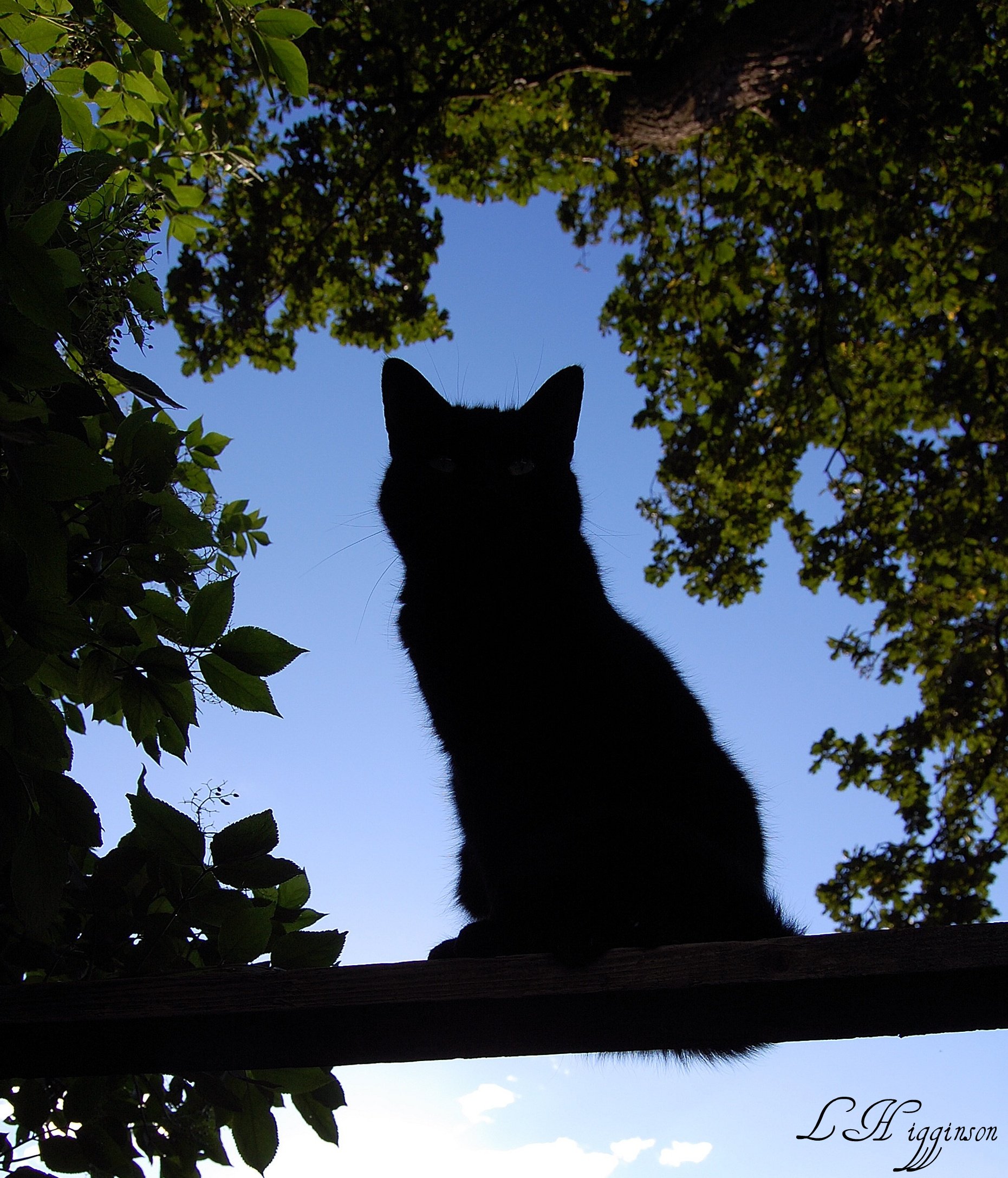 http://upload.wikimedia.org/wikipedia/commons/6/6a/The_Silhouette_Cat.jpeg