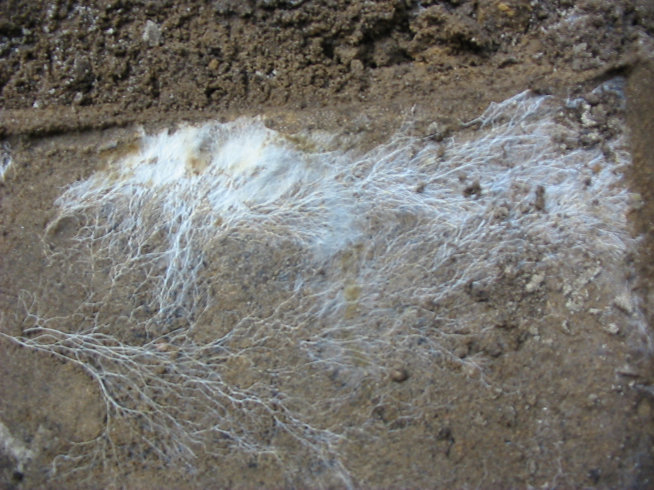 De verzameling van zwamdraden wordt mycelium genoemd. Foto gemaakt door Lex vB en valt onder de Creative Commons licentie