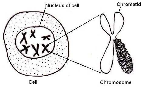 La célula con su núcleo y los cromosomas en su interior. Fuente Wikipedia