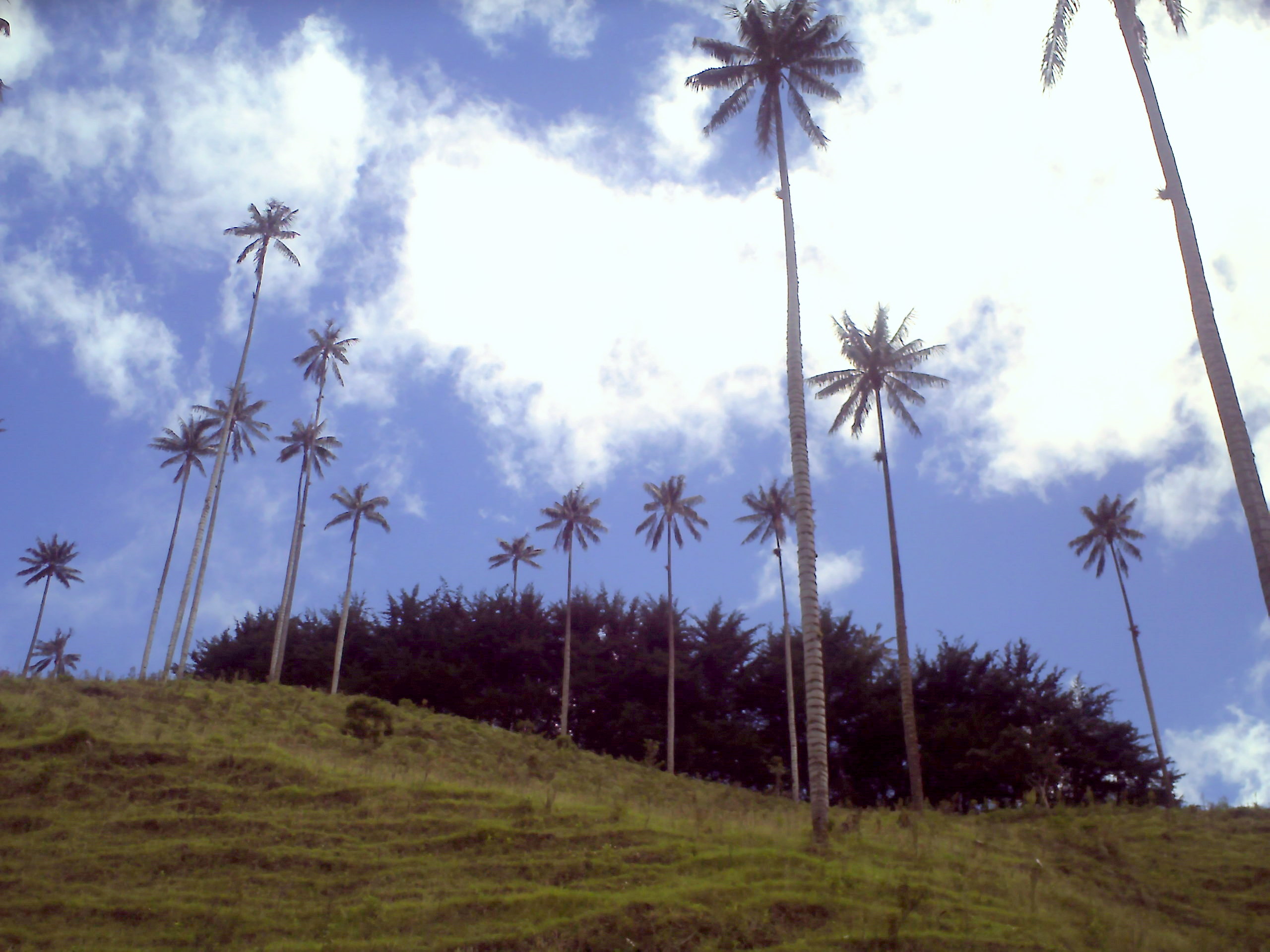 cocora valley