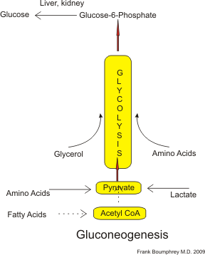 Gluconeogenesis