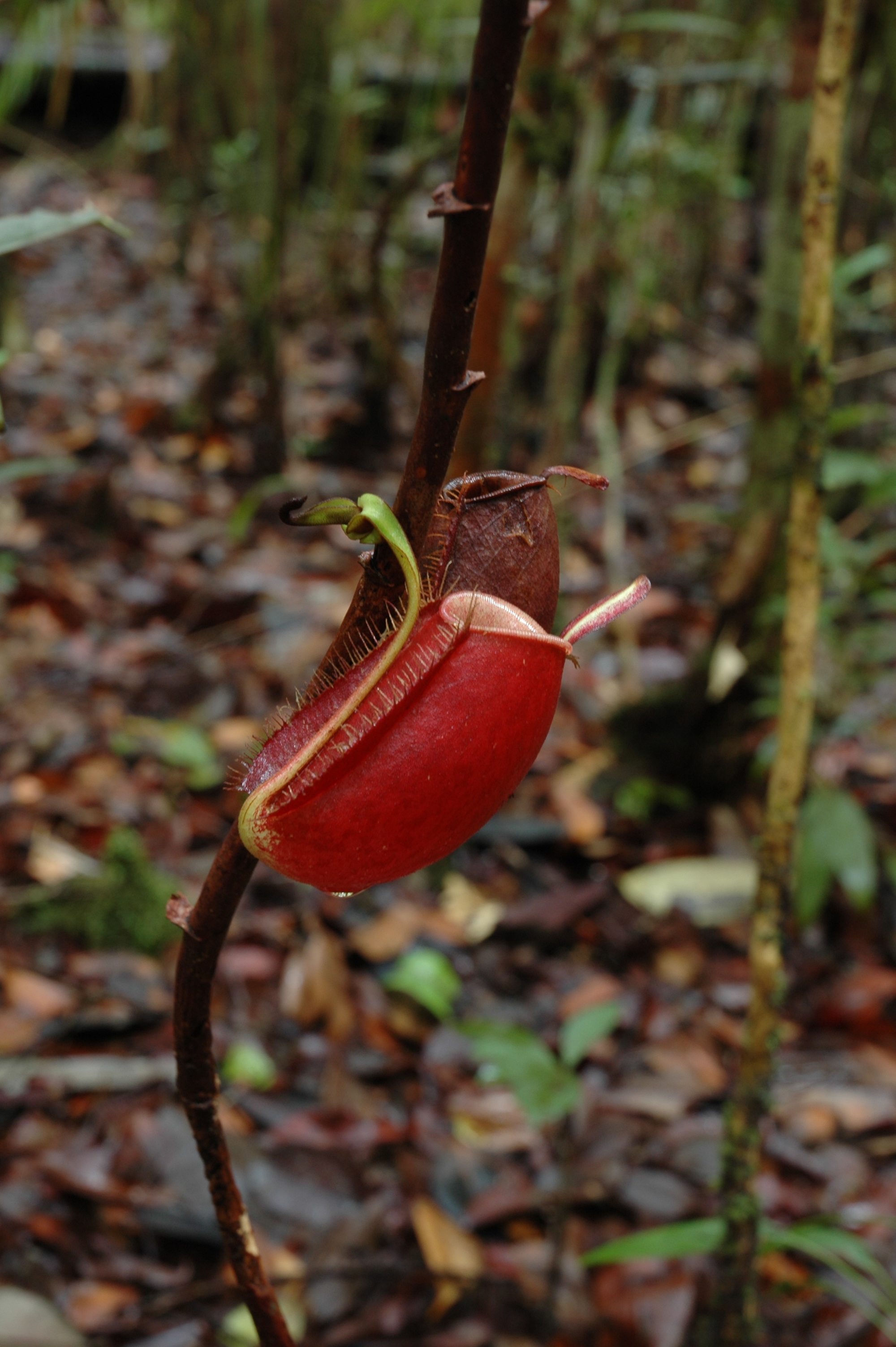 Nepenthes ampullaria Vleesetende planten, Insecten, Planten