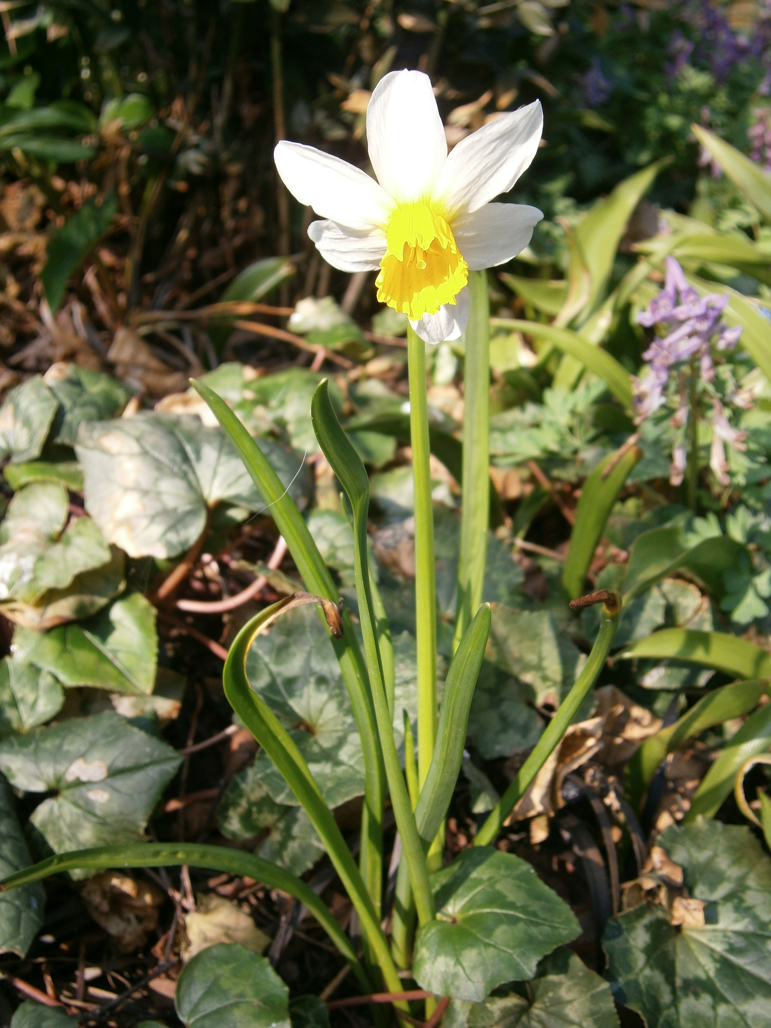 File:Narcissus Jack Snipe.jpg  Wikimedia Commons