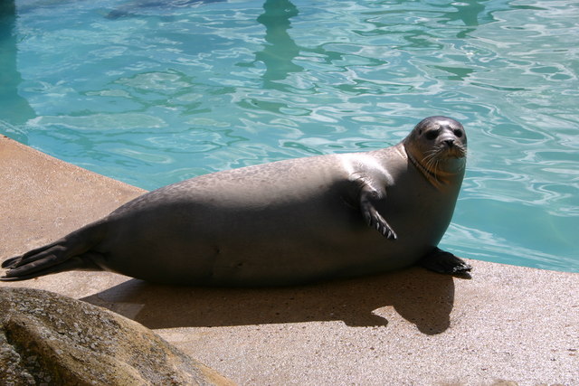 Seal_at_the_Seal_Sanctuary_-_geograph.or