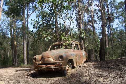 FileStandard Vanguard phase 2 Tamban Forest Kempsey Australiajpg