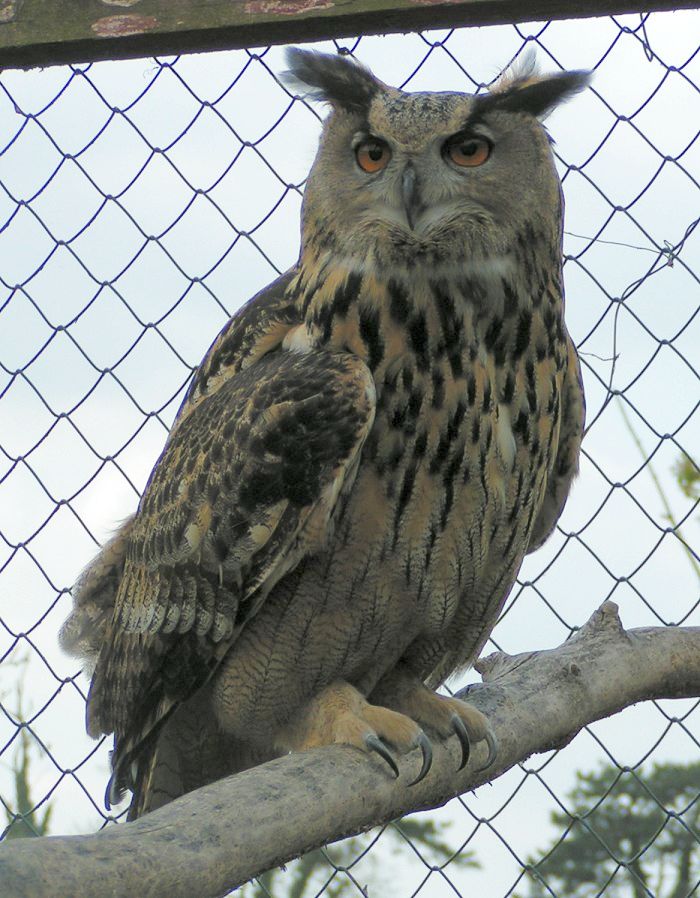 Uhu Owl