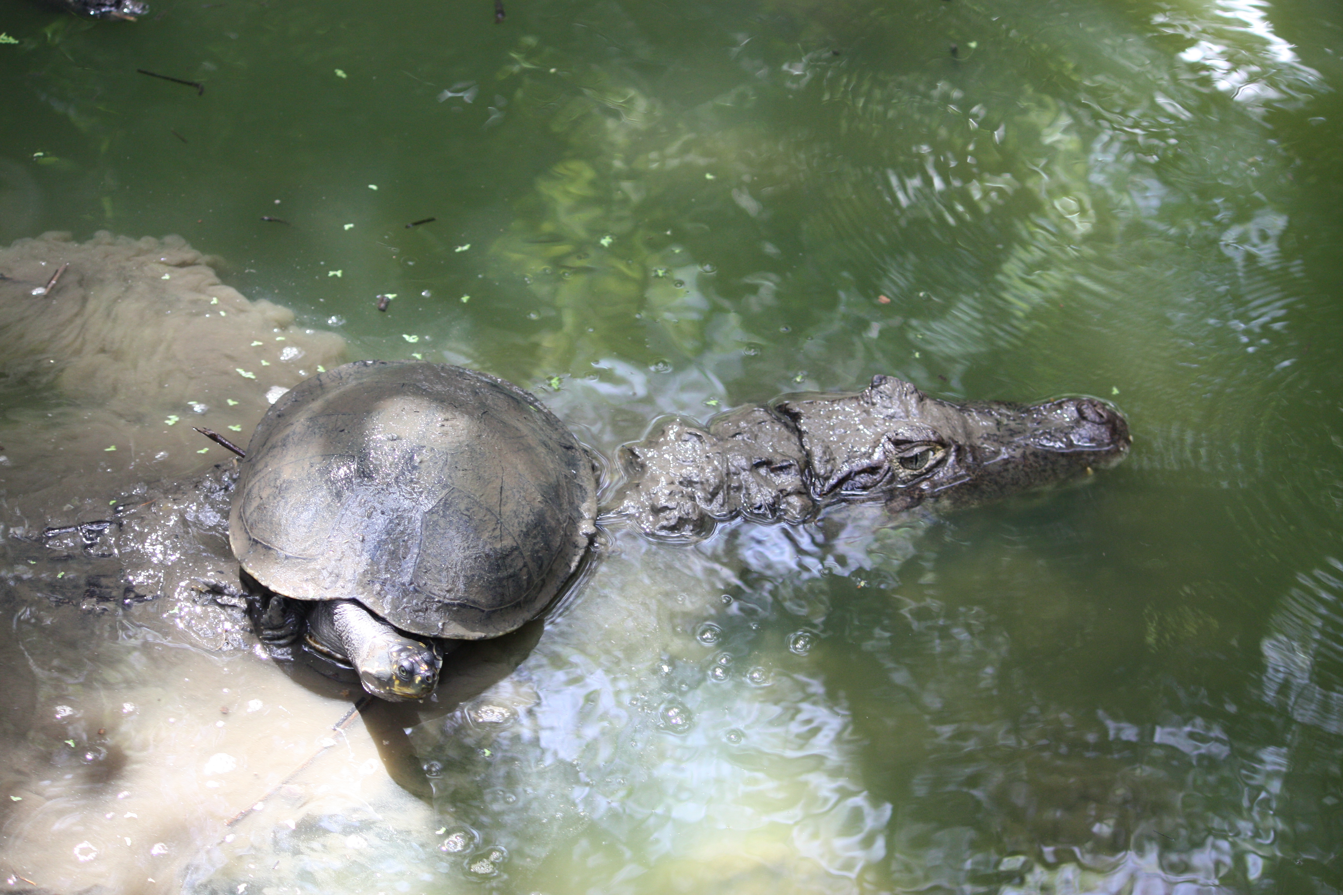 Barbados Wildlife