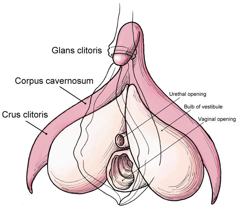 Clitoris_anatomy_labeled-en.jpg