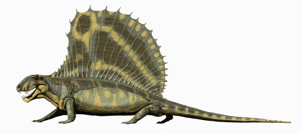 http://upload.wikimedia.org/wikipedia/commons/6/6c/Dimetrodon_gigashomog_DB.jpg