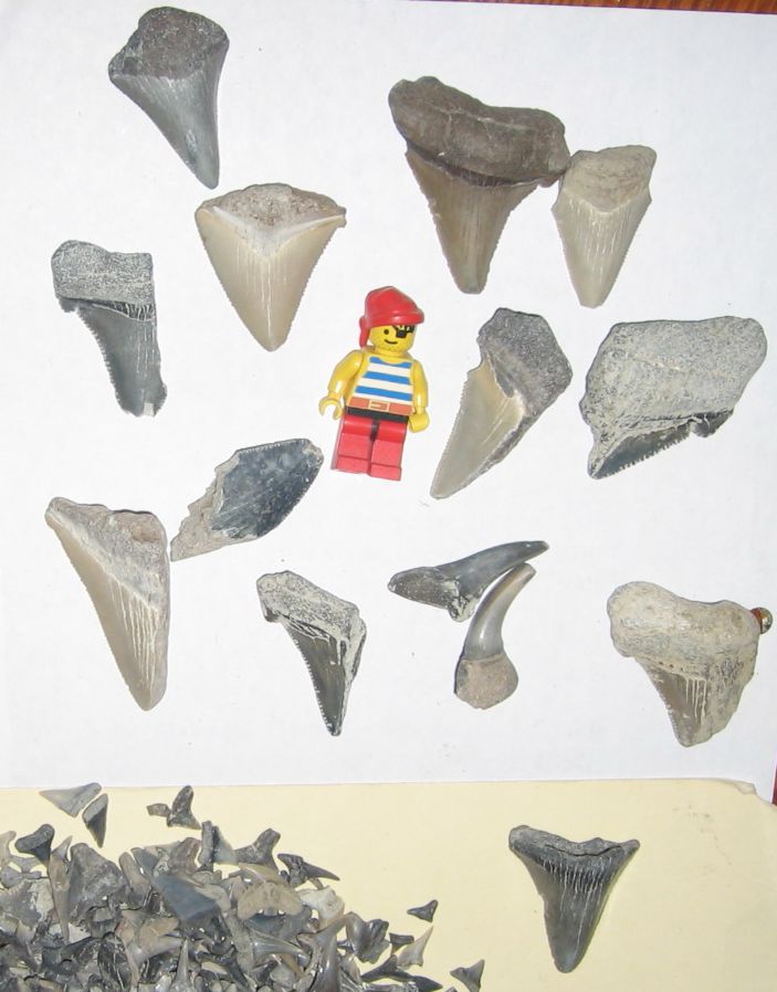 shark teeth. File:Fossilised Shark Teeth.