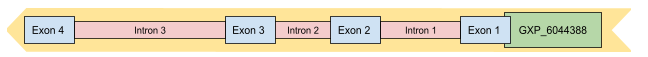 Figure 15. TMEM211 is under the GXP_6044388 promoter.