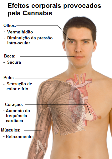 http://upload.wikimedia.org/wikipedia/commons/6/6d/Efeitos_corporais_provocados_pelo_Cannabis.png