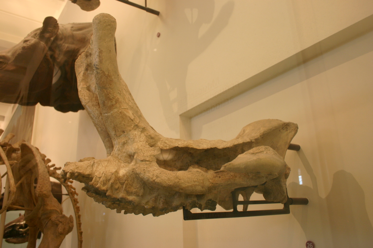 http://upload.wikimedia.org/wikipedia/commons/6/6d/Embolotherium_andrewsi.jpg