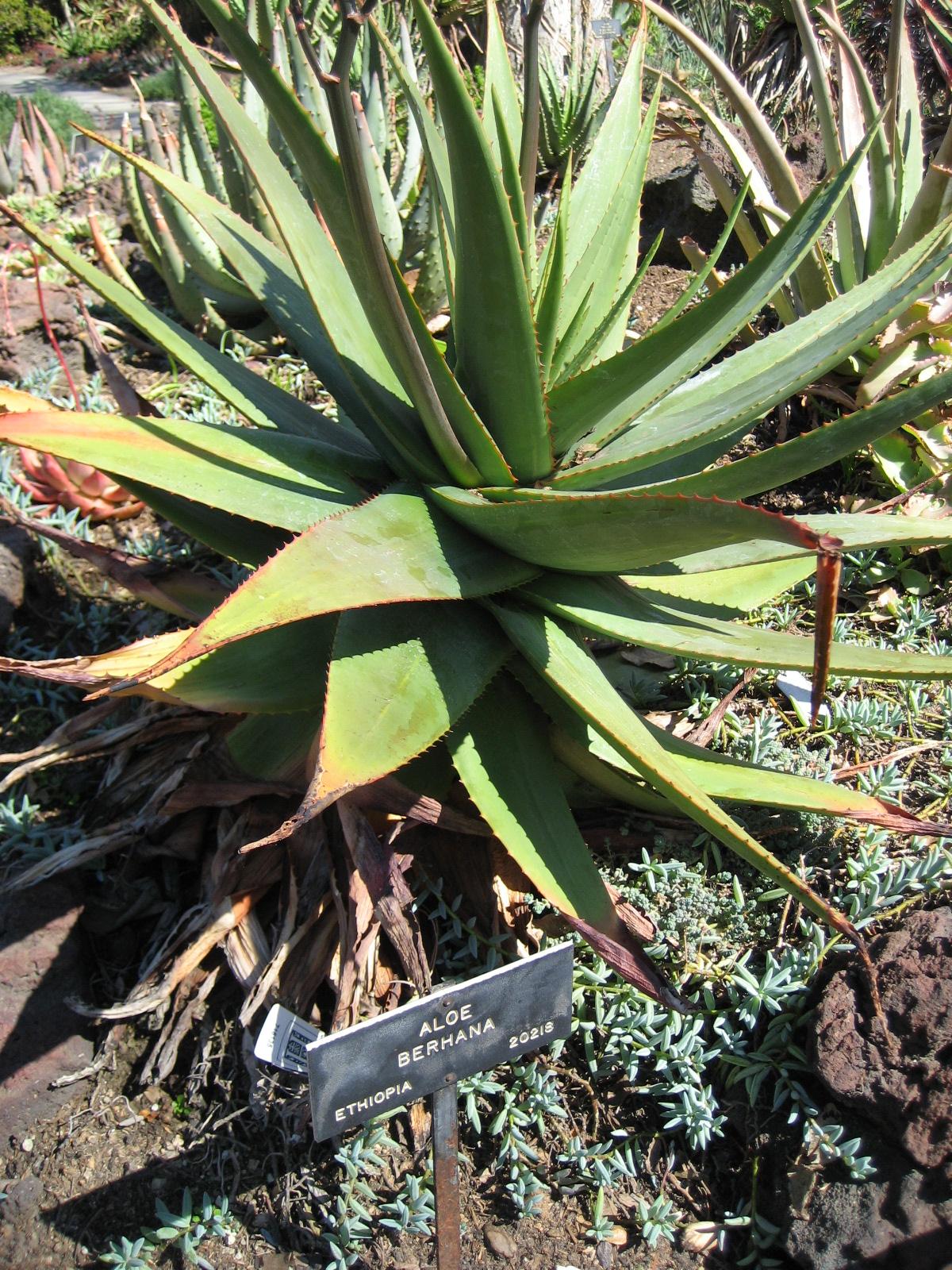 Aloe debrana image