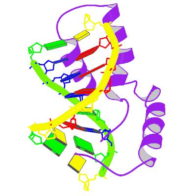 PBB Protein SRY image