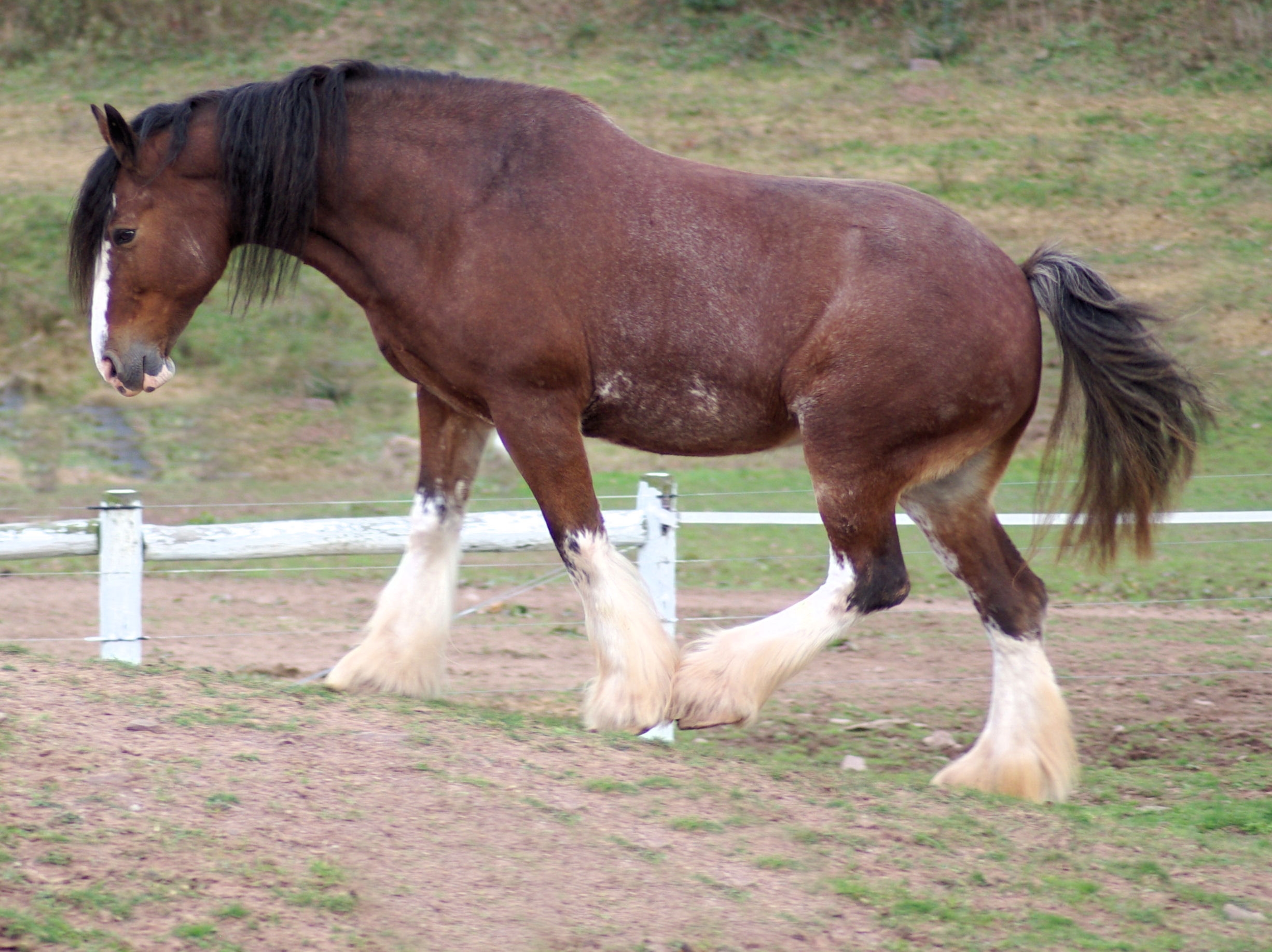 Clydesdale Horse Pics