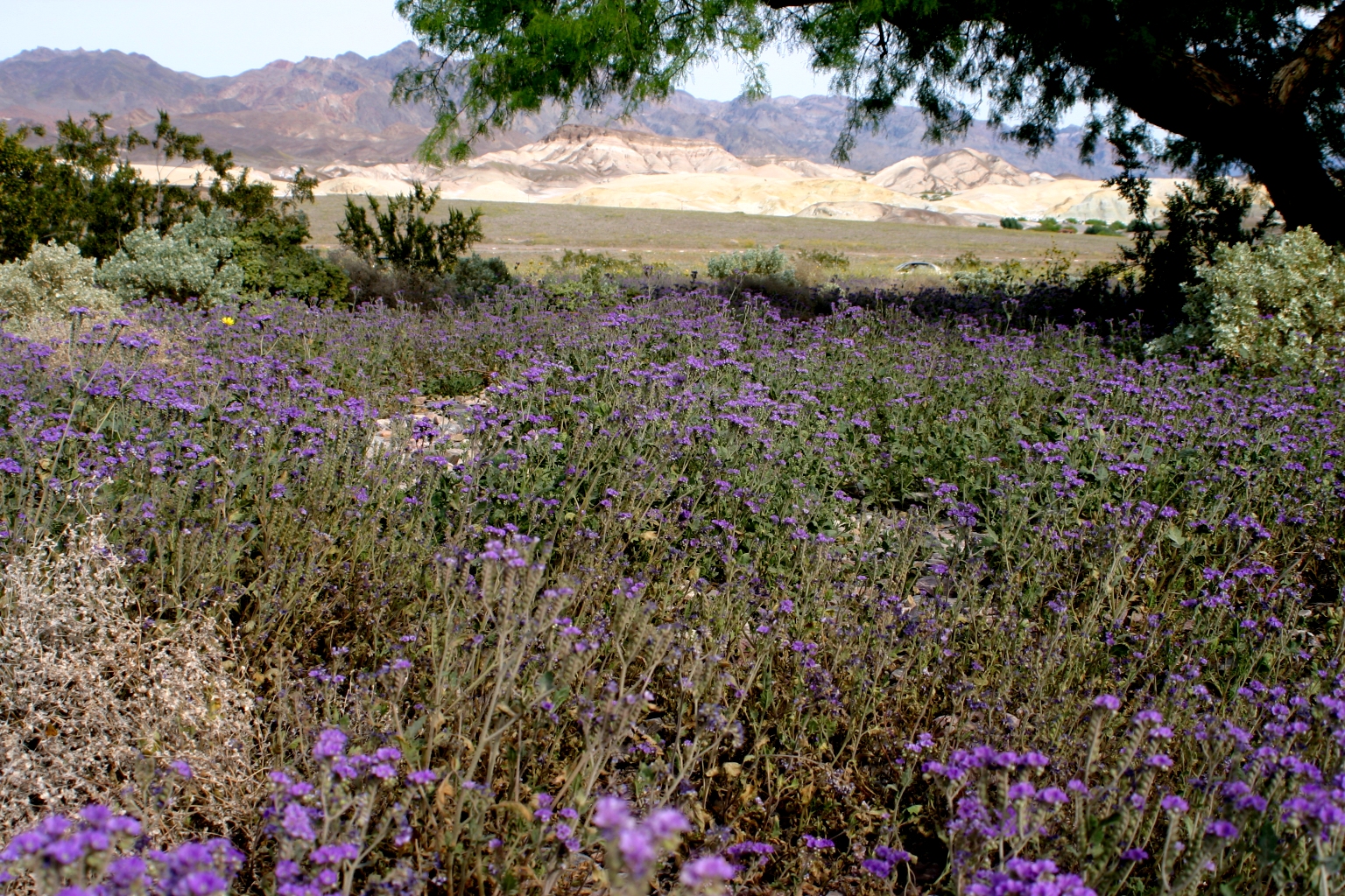 http://upload.wikimedia.org/wikipedia/commons/6/6e/Death_valley_flowers_2.jpg