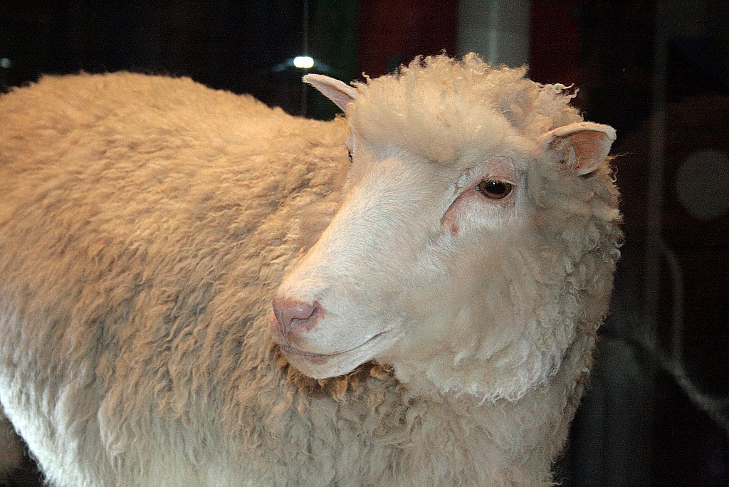 Dolly the clone sheep