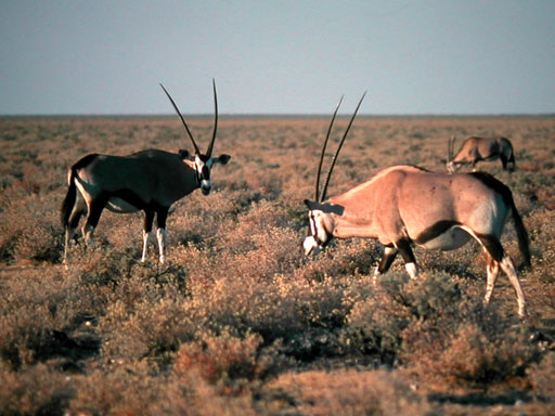 gemsbokken (oryx)
