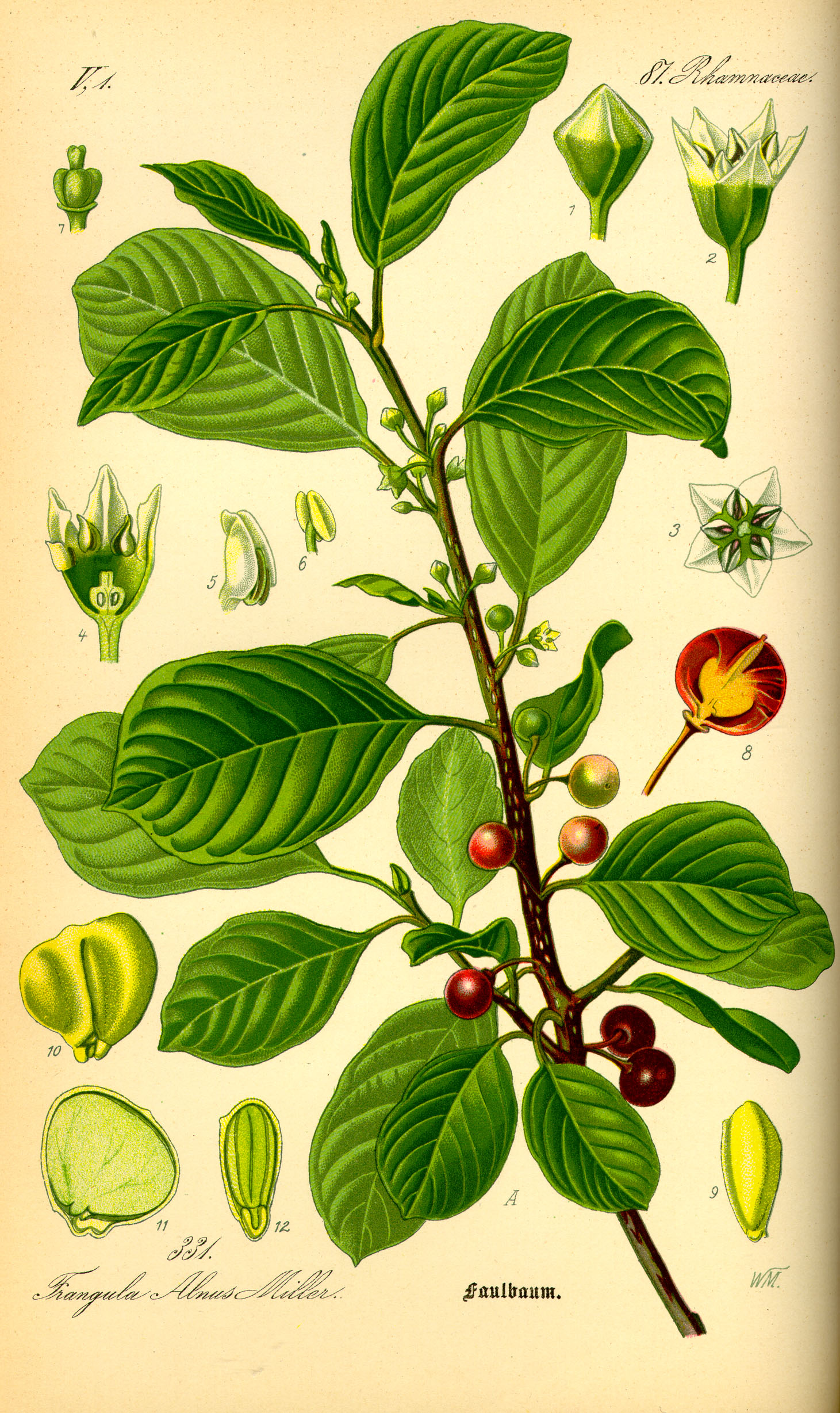 http://upload.wikimedia.org/wikipedia/commons/6/6e/Illustration_Rhamnus_frangula0.jpg