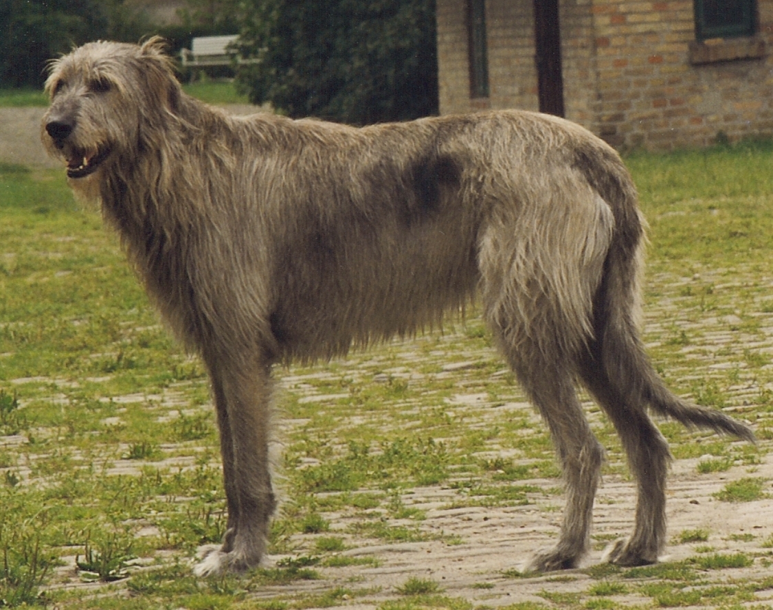 Irish Wolfhound - Wikipedia, the free encyclopedia