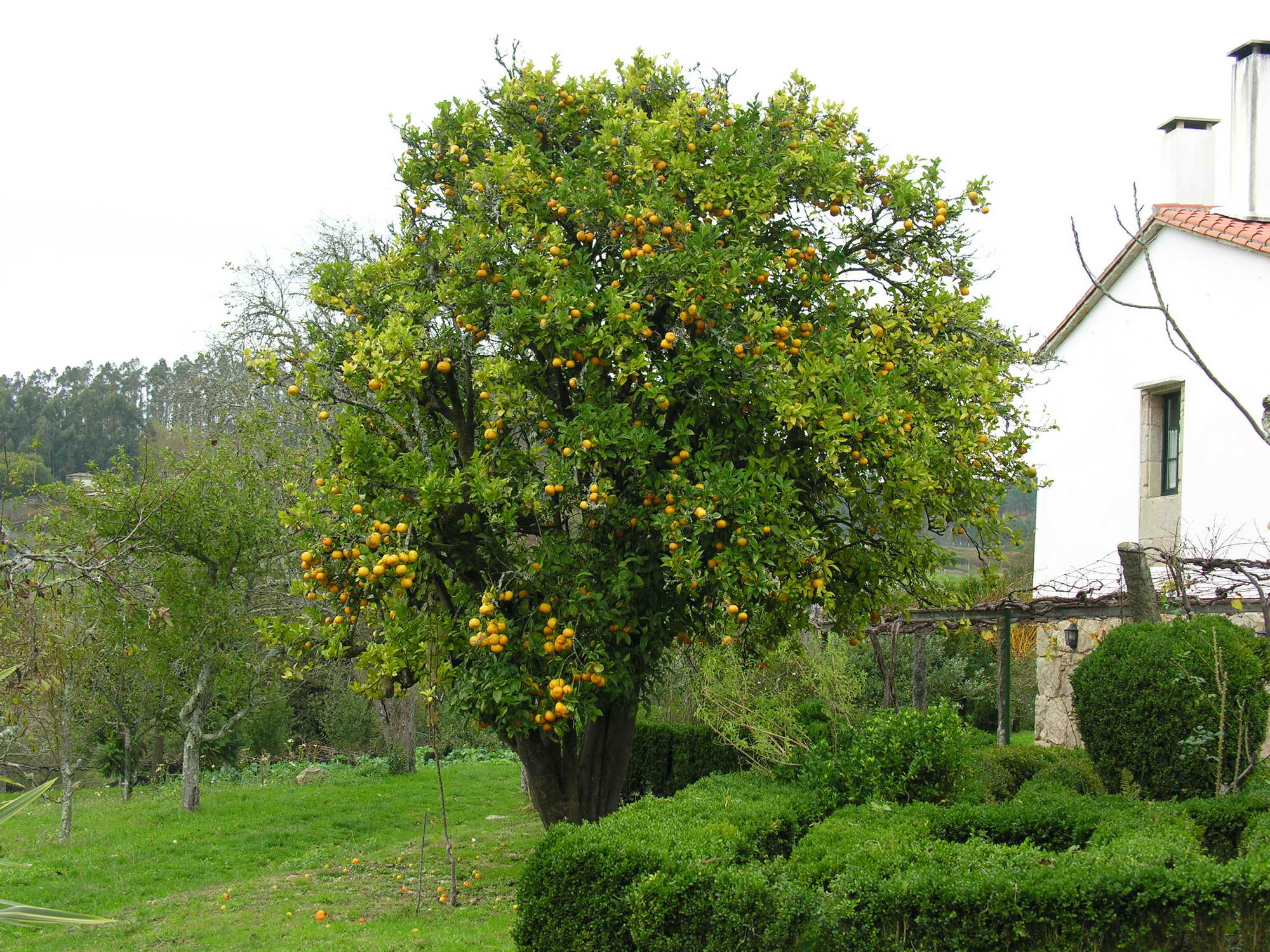 Laranxeira_Naranjo_GFDL.JPG