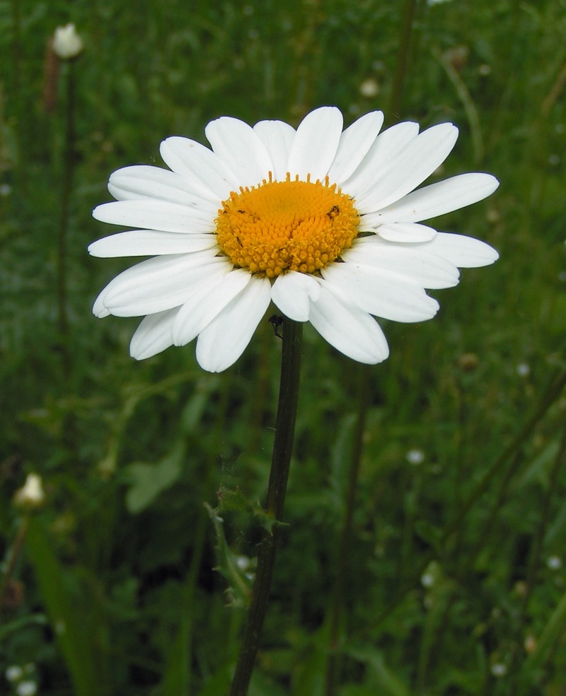 Daisy [1998]