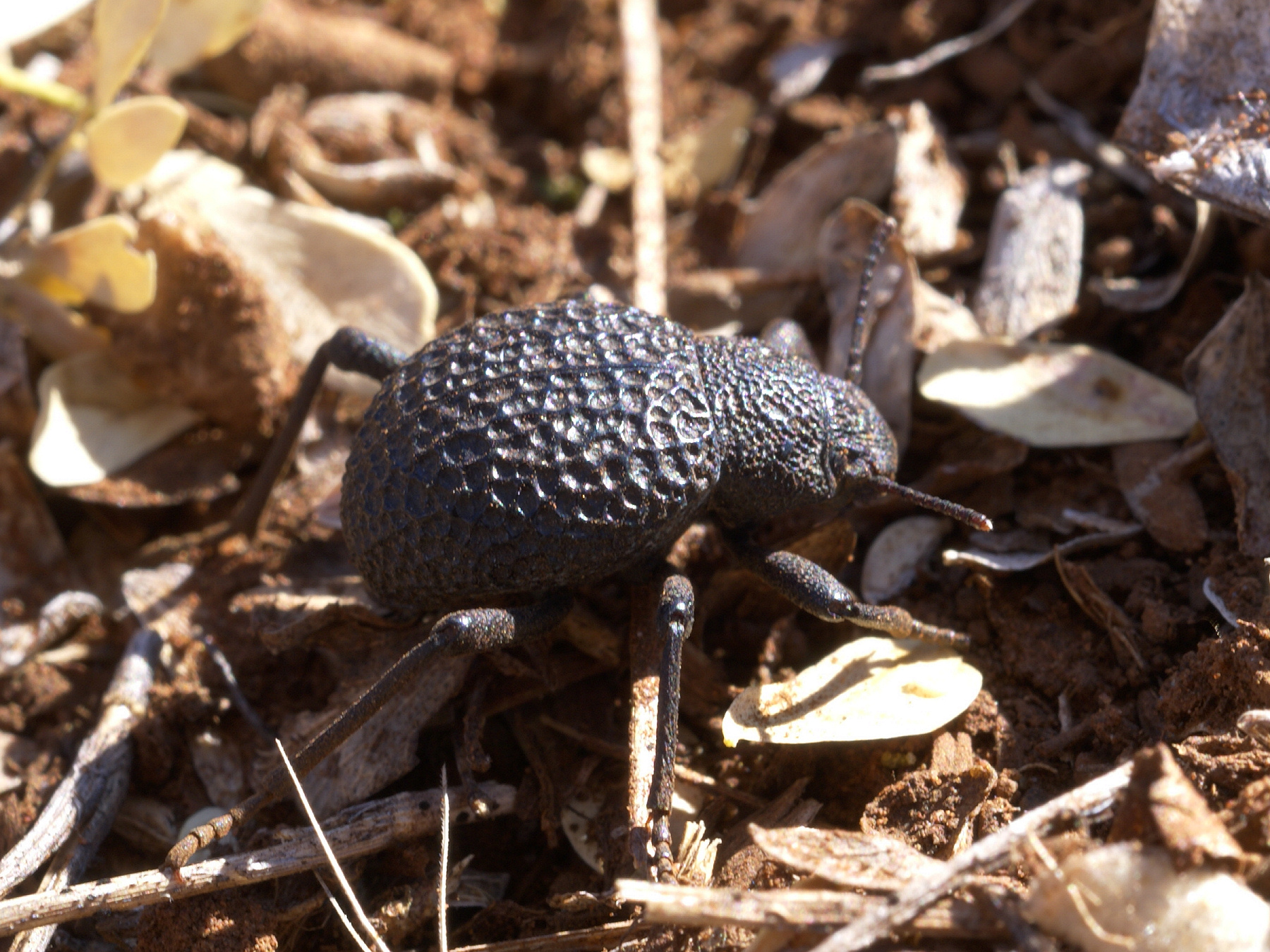 What are ladybug adaptations?