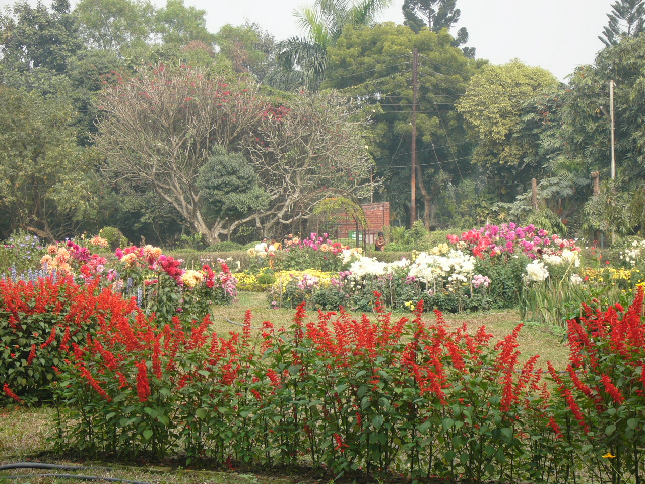 Bangladesh Garden