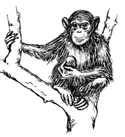 Drawing Of Chimpanzee